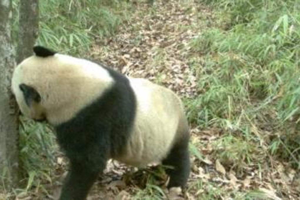 A panda is seen in an image from surveillance footage sniffing a tree on a mountain path in Shaanxi province. Photo: Thepaper.cn
