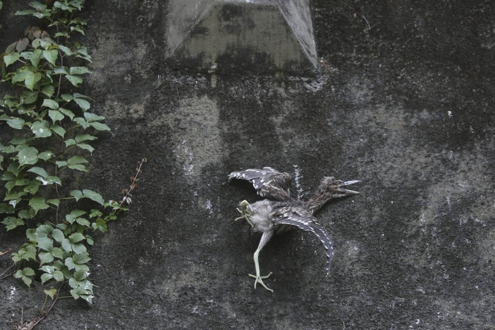 An injured egret is seen on Kwong Fuk Road in Tai Po in June. Photo: Sam Tsang