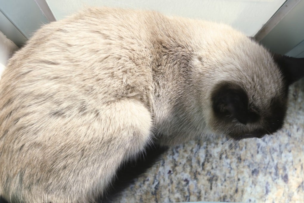 Pooja Ramchandani’s cat Gideon, in their home in Tung Chung. Photo: Edmond So