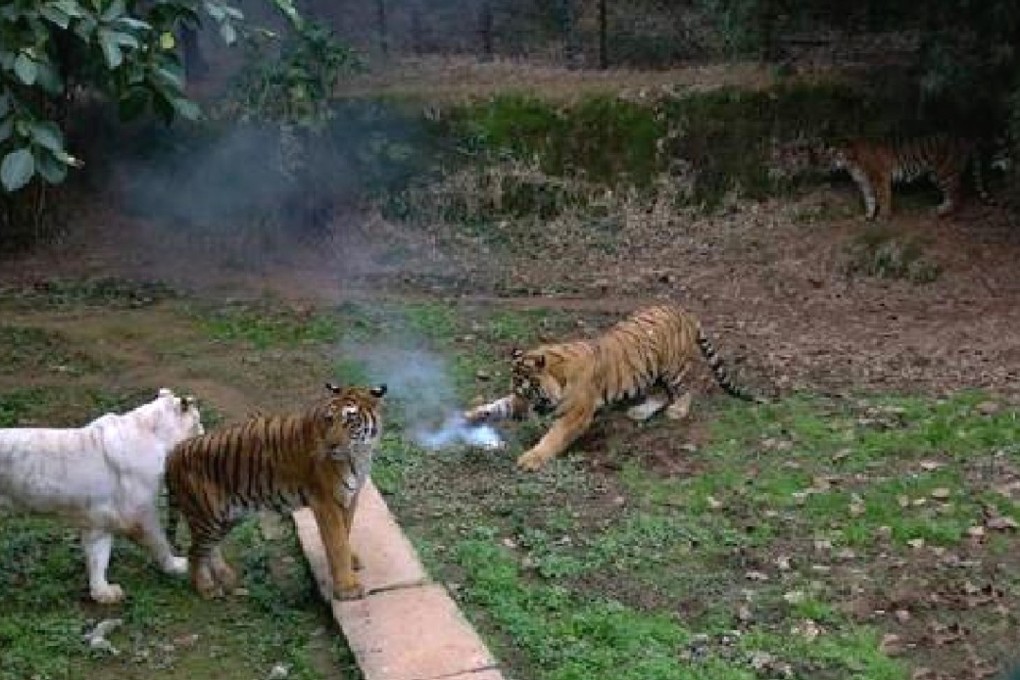 The tigers take a closer look at the downed drone at a Chongqing theme park on Saturday. Photo: CNA