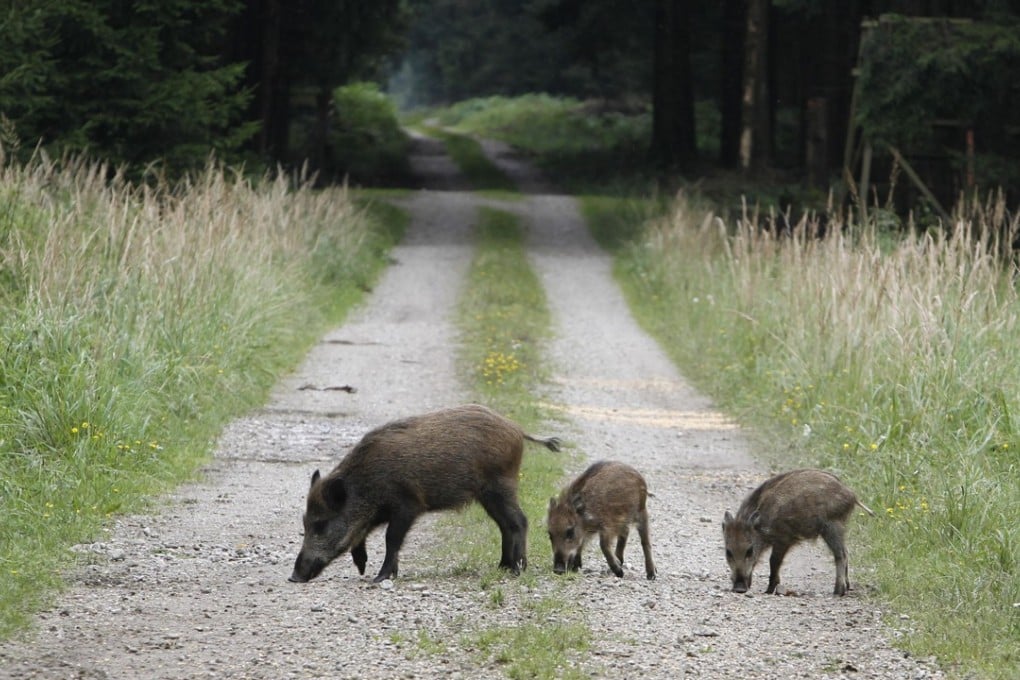 Wild boars stroll at a forest in Eglharting near Munich, southern Germany. Photo: AP