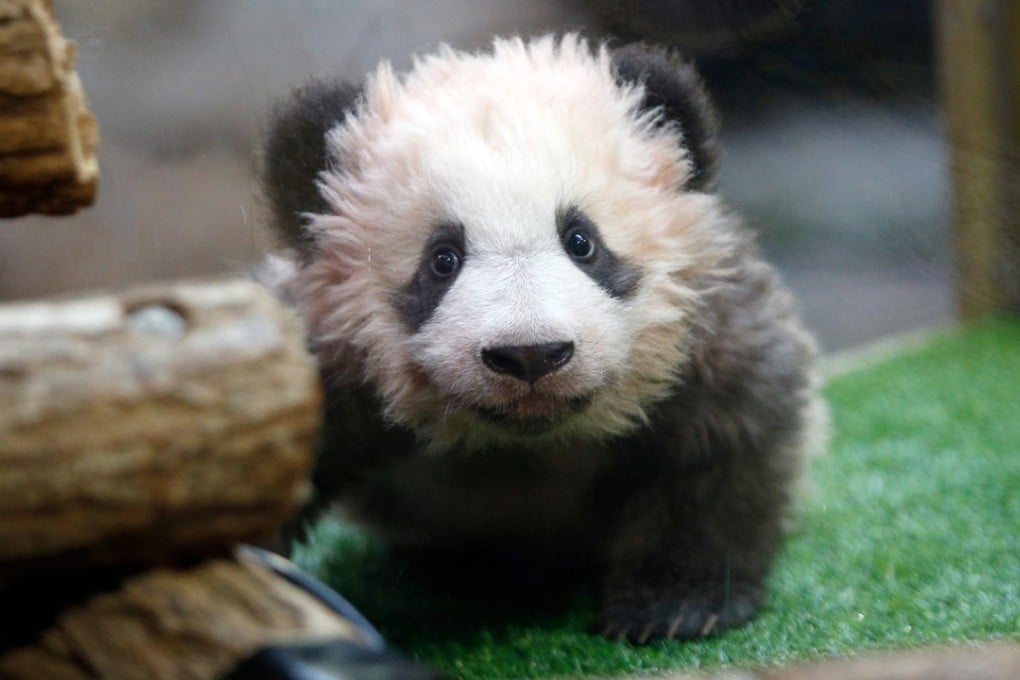 Panda cub Yuan Meng makes an appearance at the Beauval zoo in France for his naming ceremony on Monday. Photo: Agence France-Presse