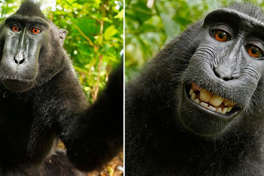 Naruto, a crested black macaque with a goofy looking grin, took multiple shots of himself with nature photographer David Slater’s camera, sparking a copyright lawsuit. Photo: Handout