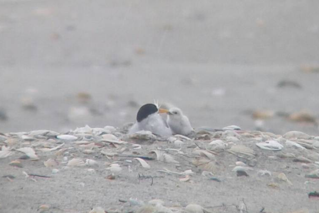 Conservationists are celebrating the recent arrival of this rare fairy tern chick at Mangawhai. Photo: Northern Advocate