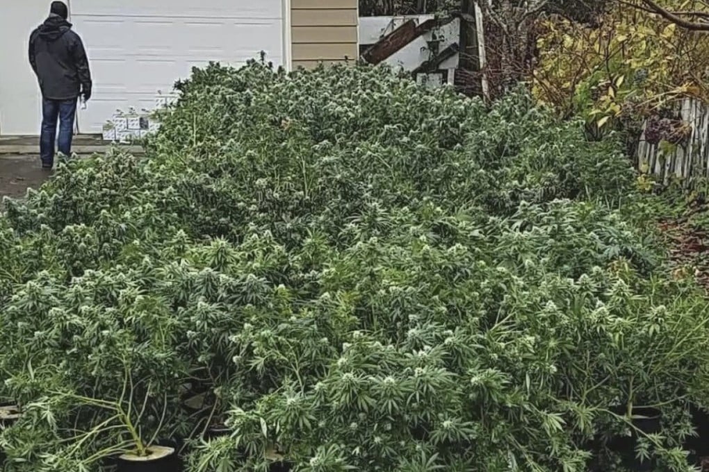 About 35,000 marijuana plants worth more than US$80 million have been seized in Washington state. Photo: Grays Harbor County Sheriff's Office