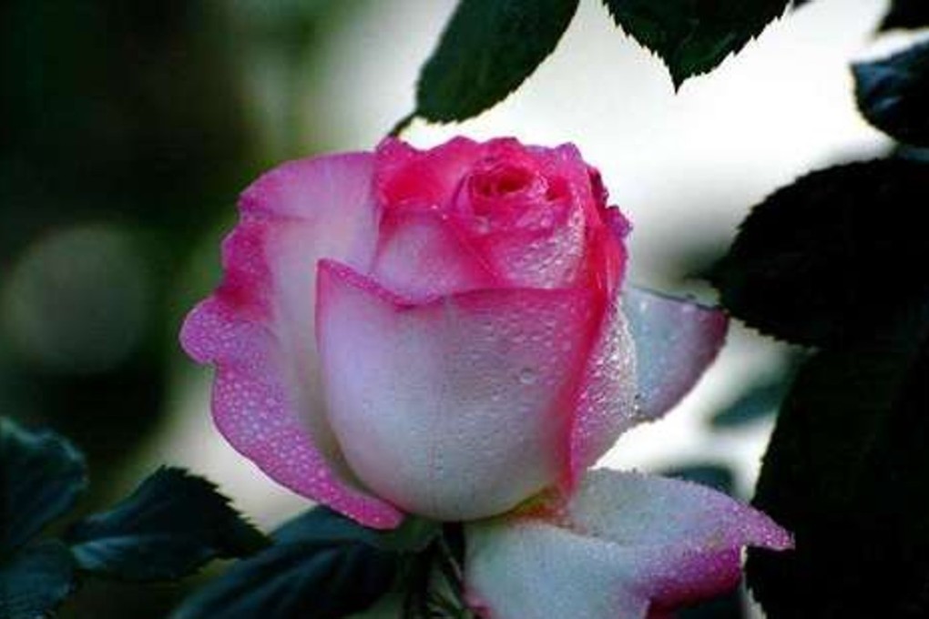 The peony is one of China’s most popular flowers, and is a symbol of prosperity. Photo: News.163.com