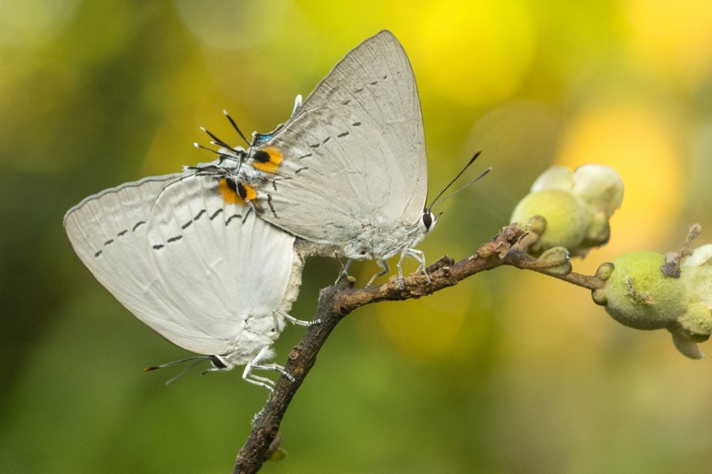 A pair of Peacock Royals was among several rare species of butterfly found in Tai Lam Country Park. The find strengthened calls by green groups in October to halt plans for building on the fringes of the park. Photo: Martin Chan