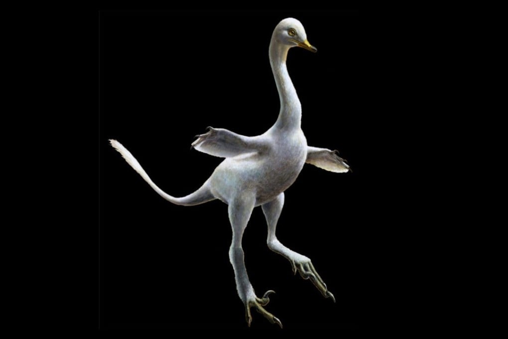 An artist’s impression of the newly identified dinosaur Halszkaraptor escuilliei. Artwork: Lukas Panzarin and Andrea Cau