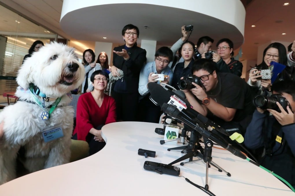 Jasper poses for photos at a press briefing on the therapy dog sessions for HKU staff and students. Photo: Jonathan Wong