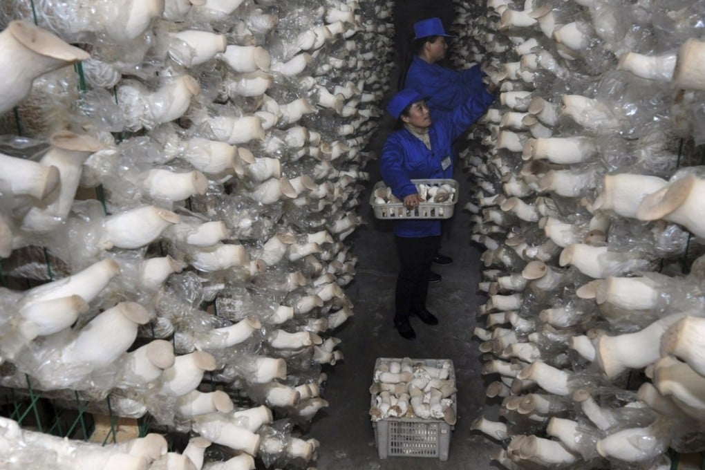 Chinese workers harvest king trumpet mushroom grown at a mushroom farm in Zouping county in eastern China's Shandong province. Photo: AP