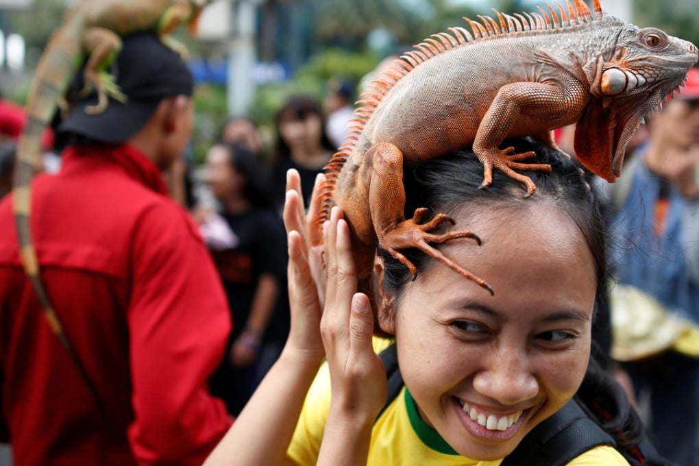 It’s not just dogs that are proving popular in Jakarta. Photo: Reuters