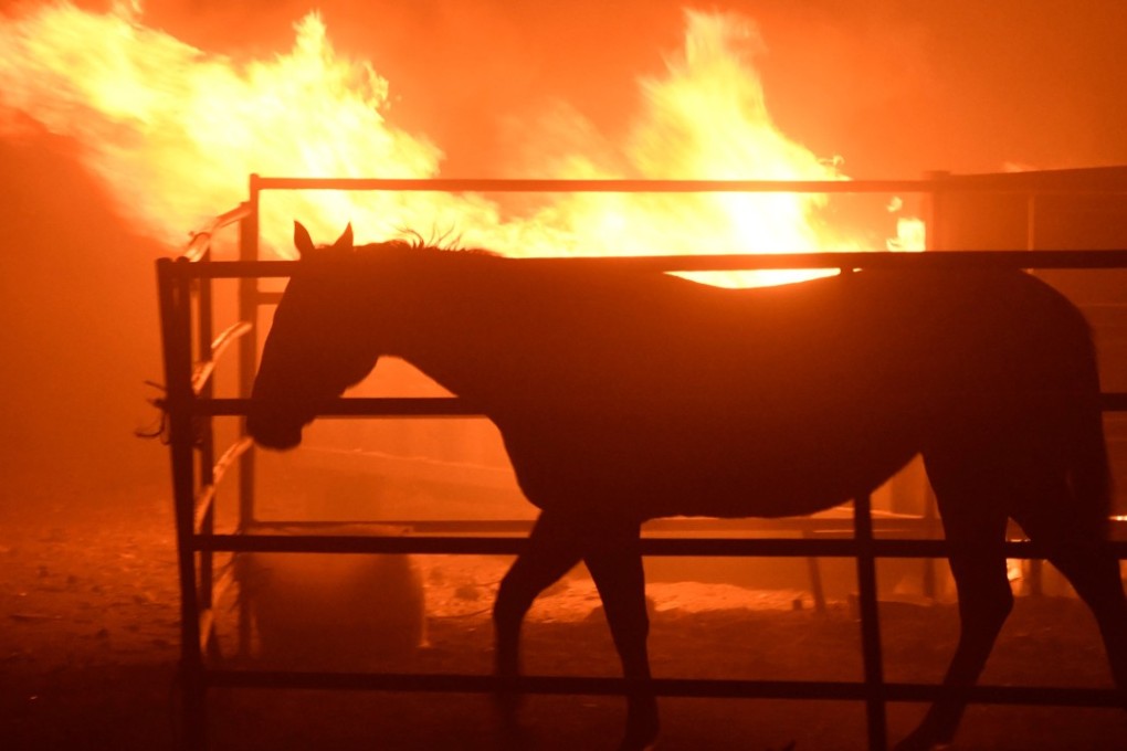 A horse is seen wandering outside its stables in Sylmar, California, after it was left behind when a wildfire struck on Wednesday. Photo: Reuters