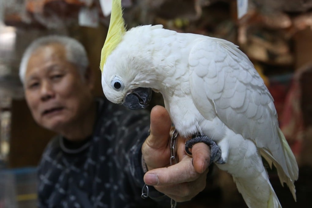 Shop owner Mr Chan poses for a photograph with a yellow-crested Cockatoo at Yuen Po Street Bird Garden, in Hong Kong. Picture: SCMP