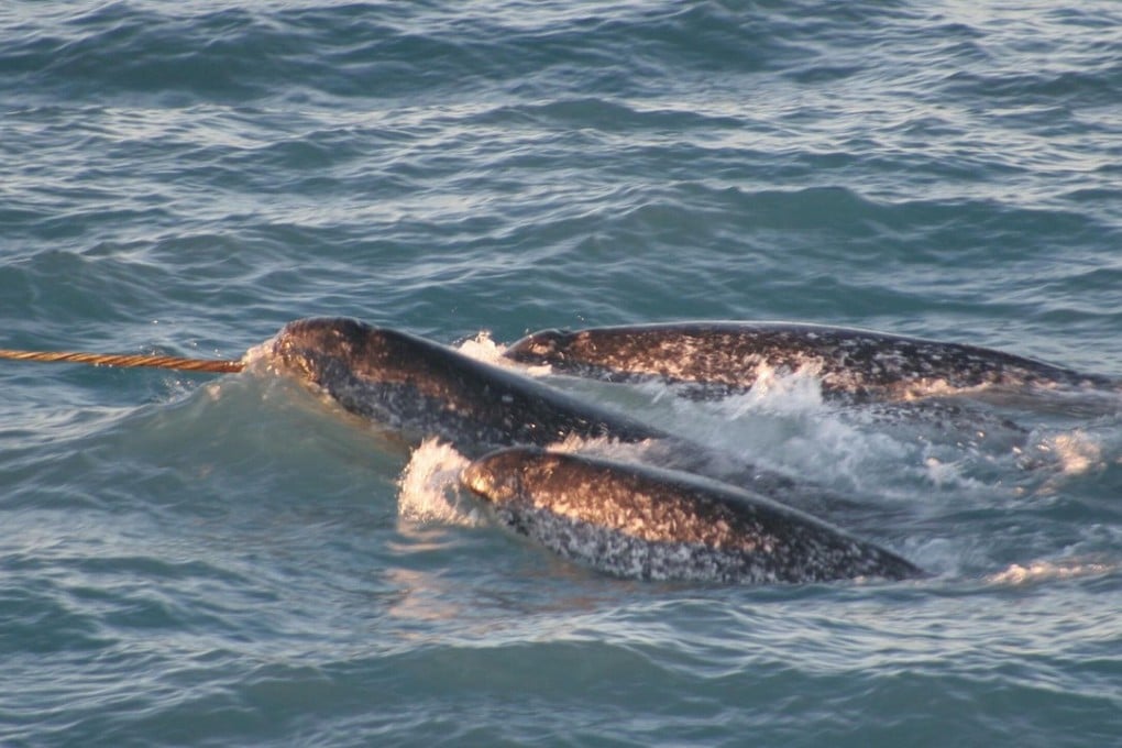 A pod of narwhals, with the lead animal displaying the species’ distinctive spiral tusk. Photo: Kristin Laidre, NOAA