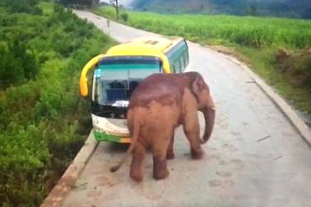 The driver was inside the bus when the elephant attacked. Photo: CNA