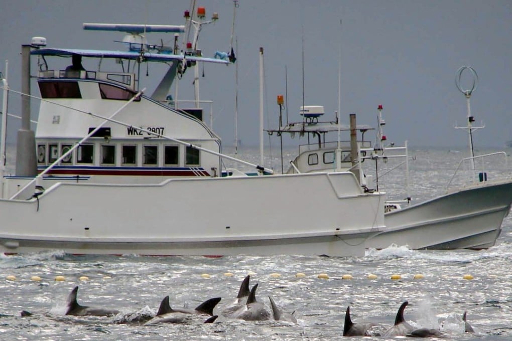 A fishing boat sails off to catch whales off Taiji, western Japan. Photo: AP/Kyodo News