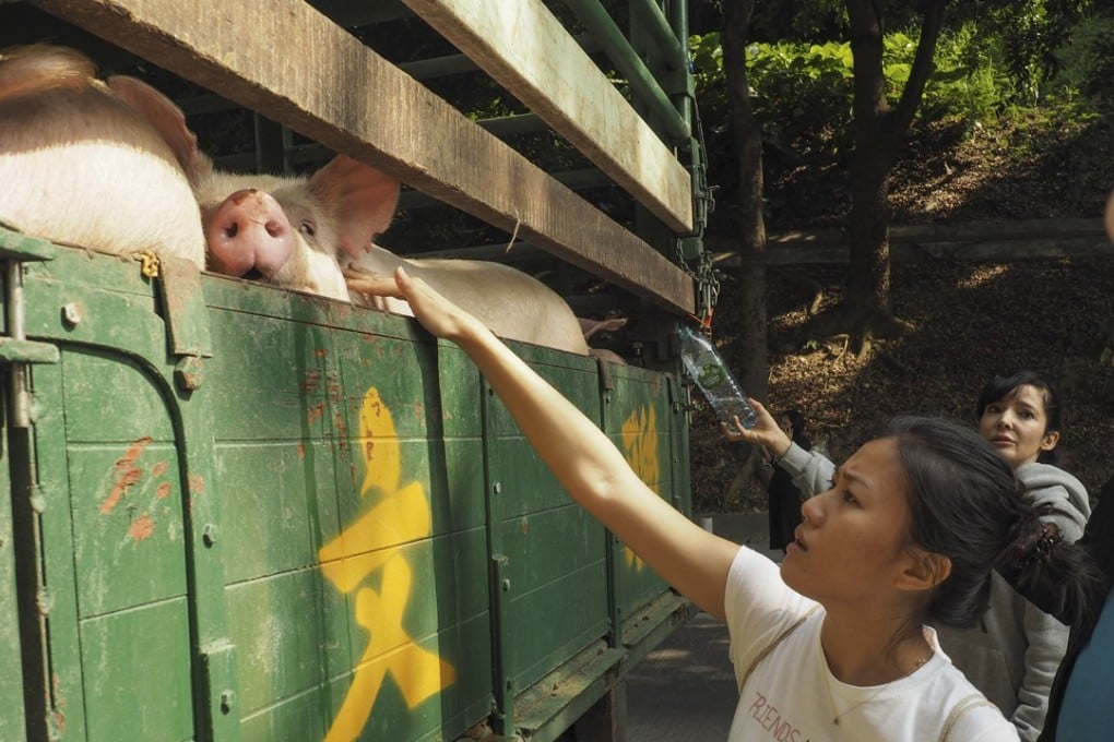 Members of Hong Kong Pig Save, a local vegan activist group stage a protest at Tsuen Wan Slaughterhouse. Photo: Lauren James