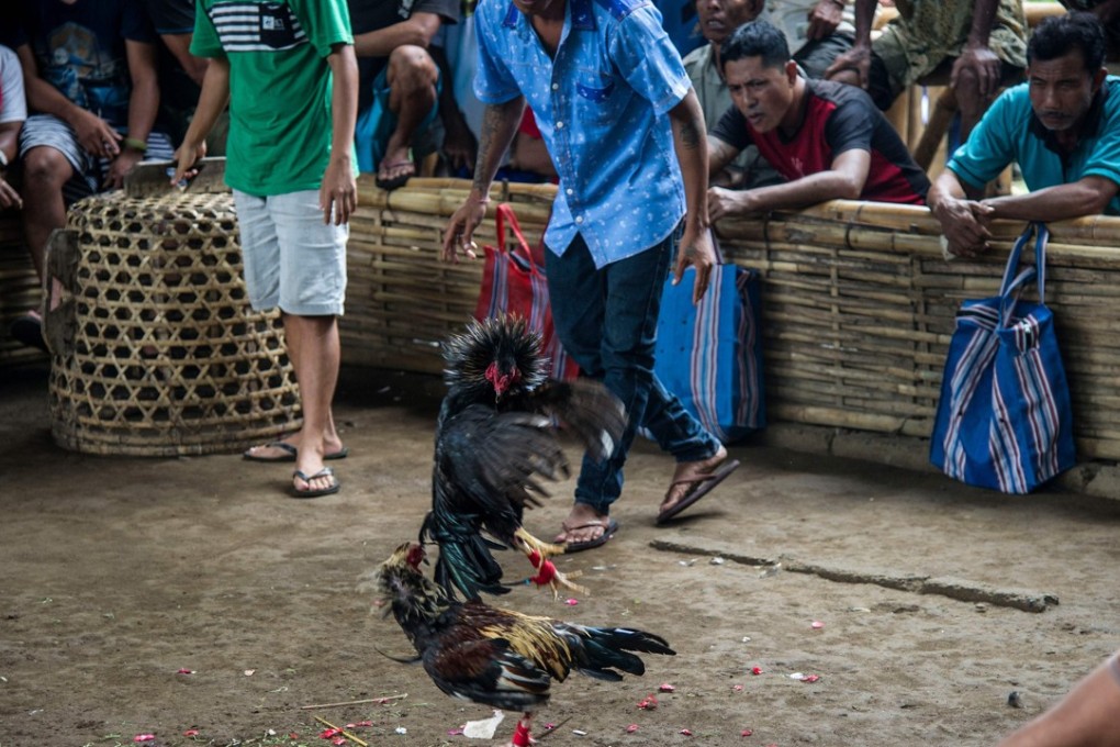 Cockfighting is illegal in Bali, except for religious purposes, where it is treated as a sacrifice. Photo: AFP Photo: AFP
