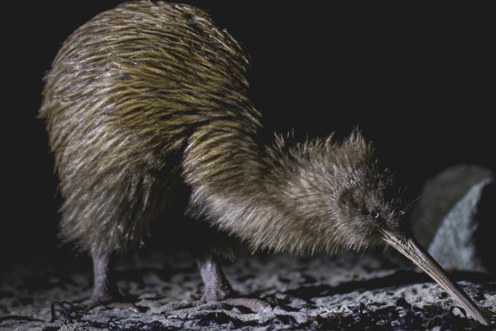 The South Island Brown Kiwi. Photo: courtesy of The Wild Kiwi Experience