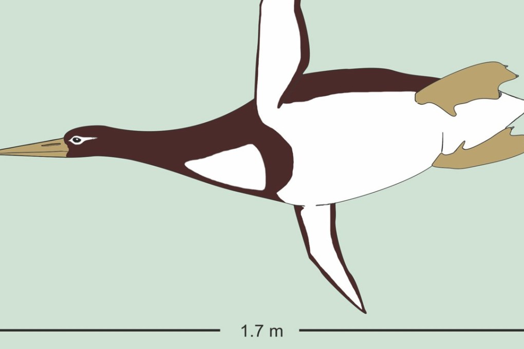 This illustration provided by Gerald Mayr shows the size of an ancient giant penguin Kumimanu biceae, that weighed about 100kg. Photo: AP