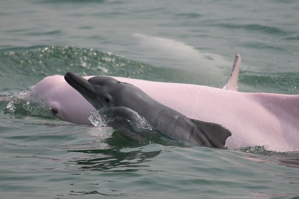 A Chinese white dolphin mother and her calf. Picture: Stephen Chan, Cetacean Ecology Lab, SWIMS, HKU