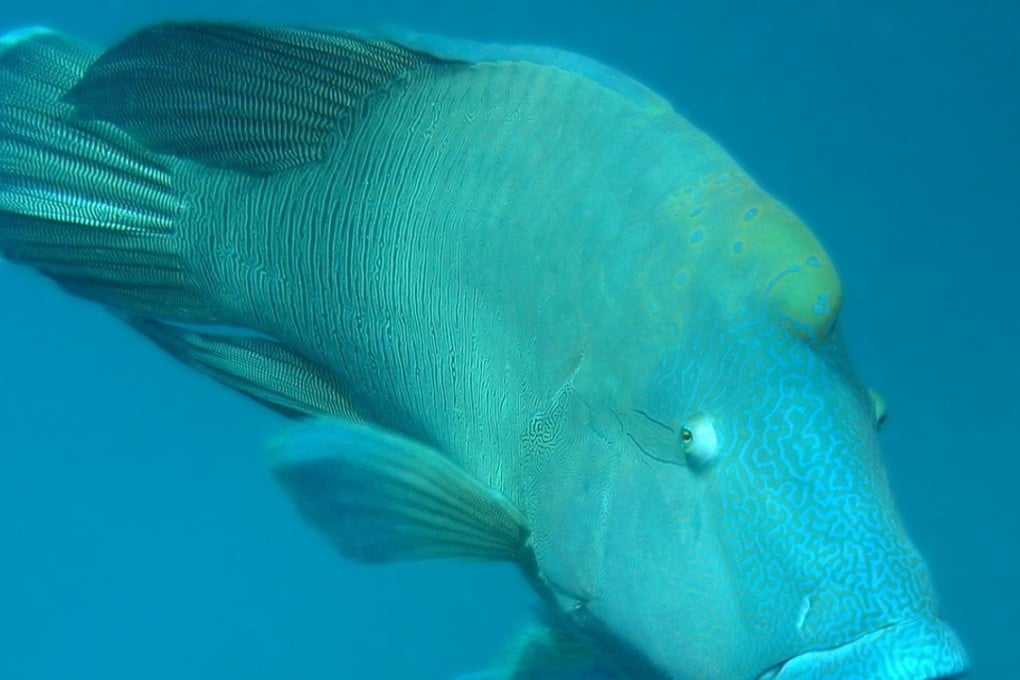A Napoleon or humphead wrasse (known as so mei in Cantonese) is among the reef fish species threatened by Hongkongers’ appetite for seafood.