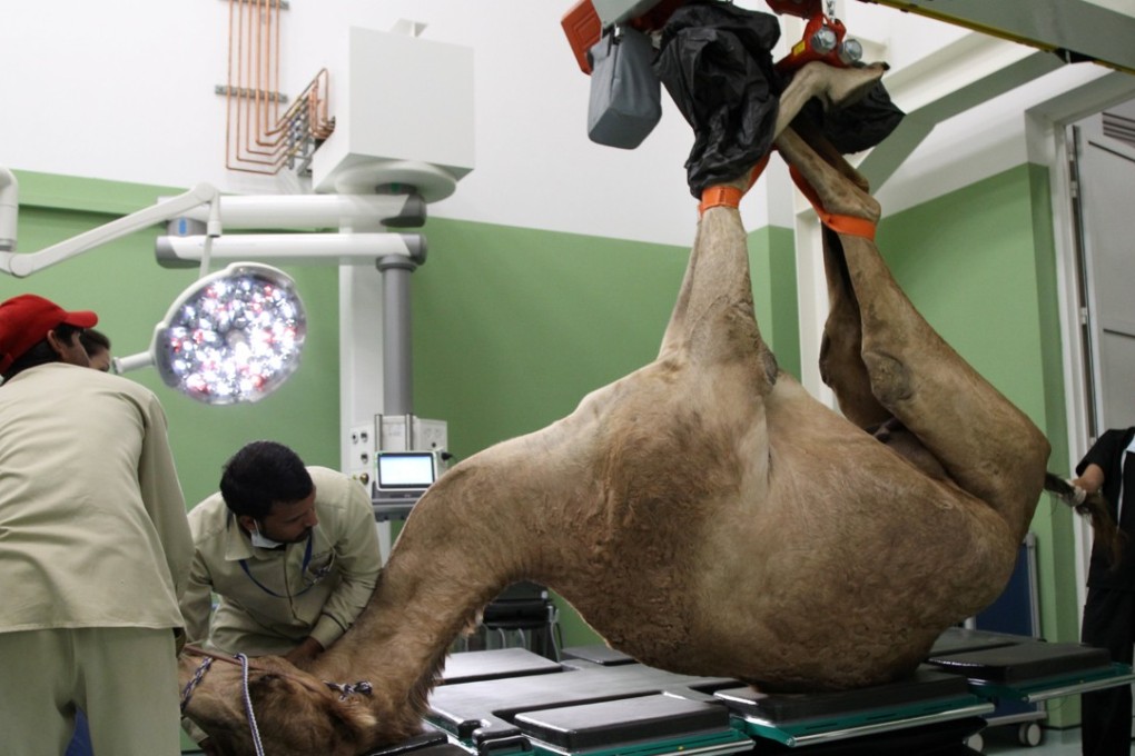 A camel is brought in for foot surgery at the Dubai Camel Hospital in Dubai, UAE. Photo: Reuters