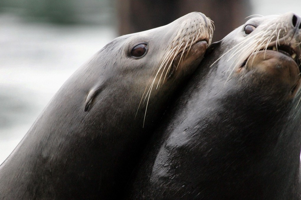 File photo of a pair of California sea lions nuzzling on the dock at Pier 39 in San Francisco. Photo: AFP