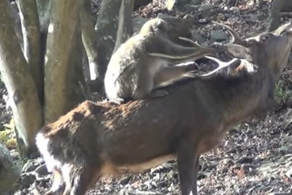 Scientists found that interactions between female macaques and sika deer, documented in the Meiji Memorial Forest of Minoo Quasi-National Park on the outskirts of the city of Minoo in central Japan, are “sexual in nature” – at least for the monkeys. Photo: YouTube