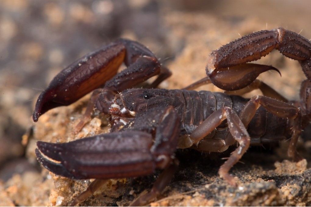 This new species of ‘ghost scorpion’ is among four new species that have been found so far as part of a recent whole-forest survey at The Habitat Penang Hill eco-park in Malaysia. Photo: Phil Torres/www.bioGraphic.com