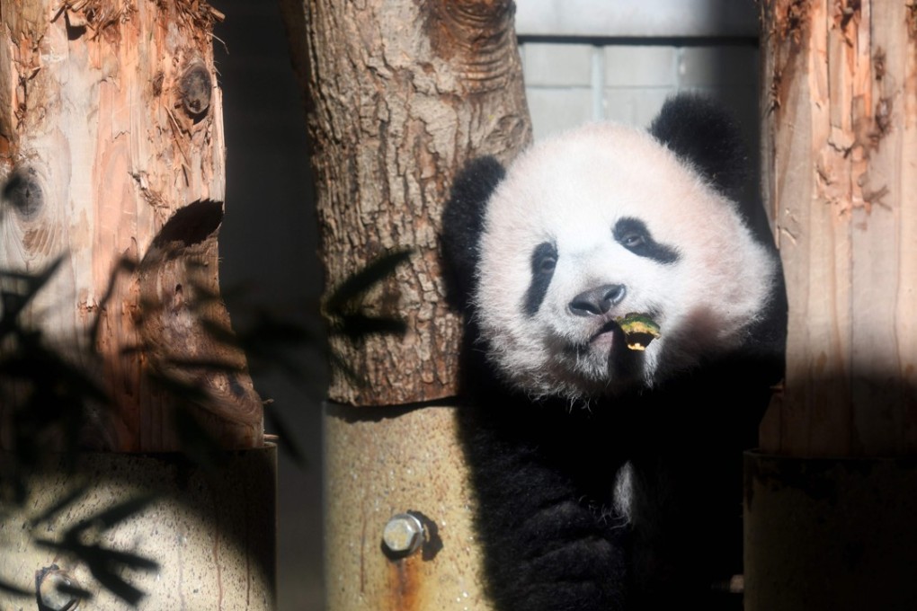 Baby panda Xiang Xiang plays in her enclosure at Ueno Zoo in Tokyo. Photo: AFP