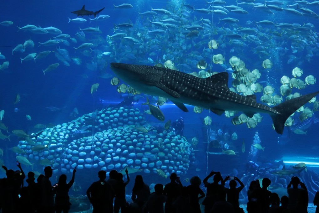 Ocean Park is rolling out offers including birthday discounts and free night admissions during the Christmas and New Year holidays. Photo: May Tse