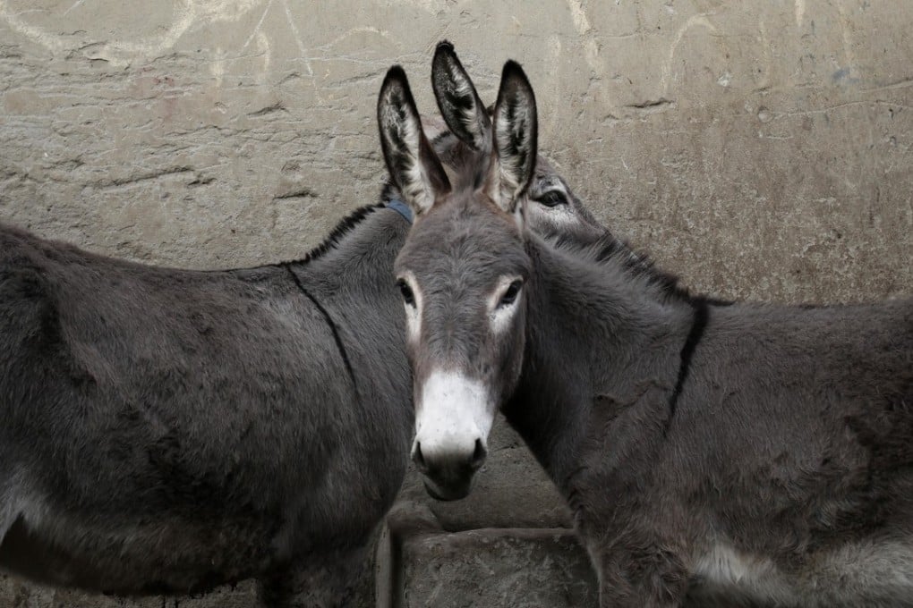 Donkeys are valued by Nigerian sand diggers for their hard work, but prices have quadrupled in recent years thanks to demand from China – where the animals‘ skins are used in traditional medicine. Photo: AP