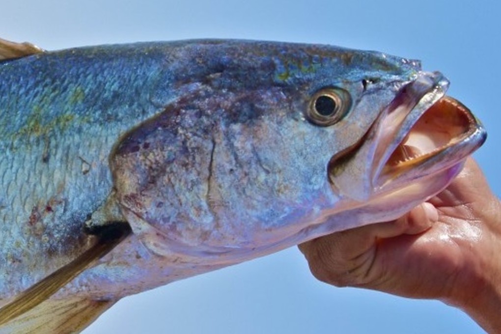 A Gulf corvina in spawning colours. Photo: Simon Freeman / Gulf of California Marine Program