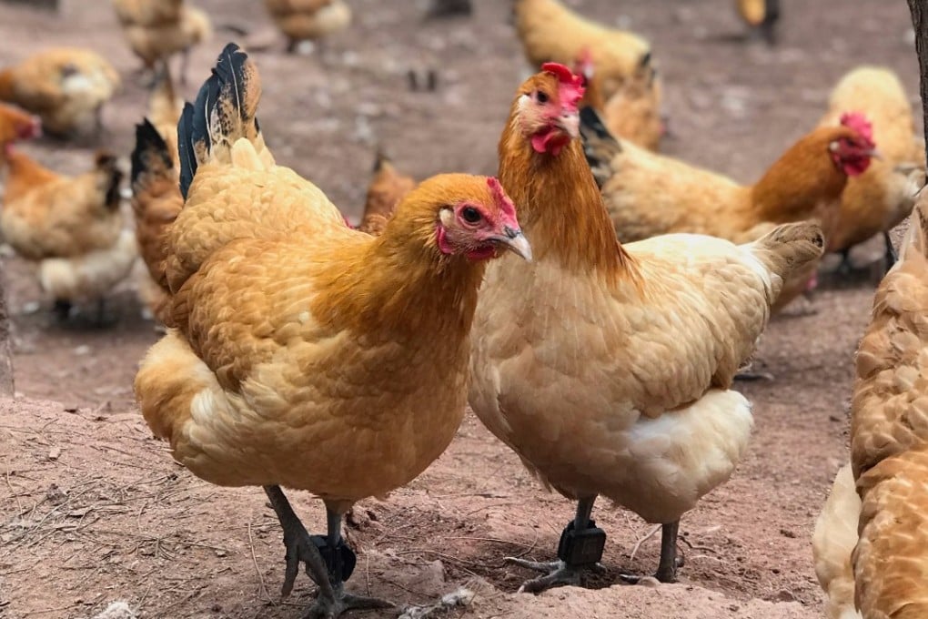 The gogochicken farm in China’s Anhui province. Photo: Handout