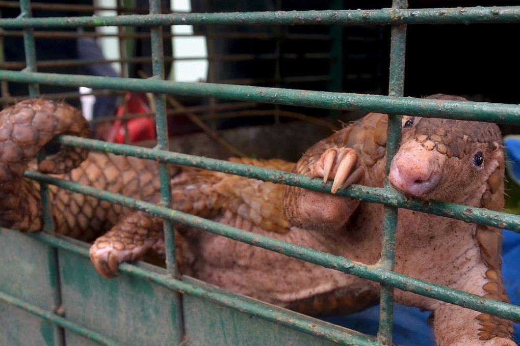 More than 35,000 pangolins – docile, ant-eating mammals with a thick armour – were seized by Indonesian authorities between 2010 and 2015, exposing the scale of the illegal business, the study by wildlife trade monitoring group Traffic said. File photo: AFP