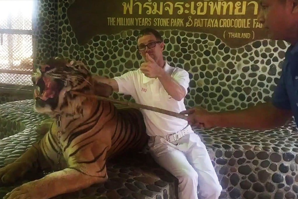 A tourist poses with a roaring tiger being prodded by a Pattaya zoo staff. Photo: AFP