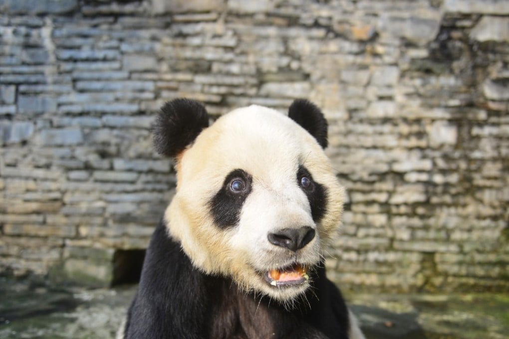 Peng Peng the panda died at the age of 18 at a conservation centre in Sichuan. Photo: Weibo