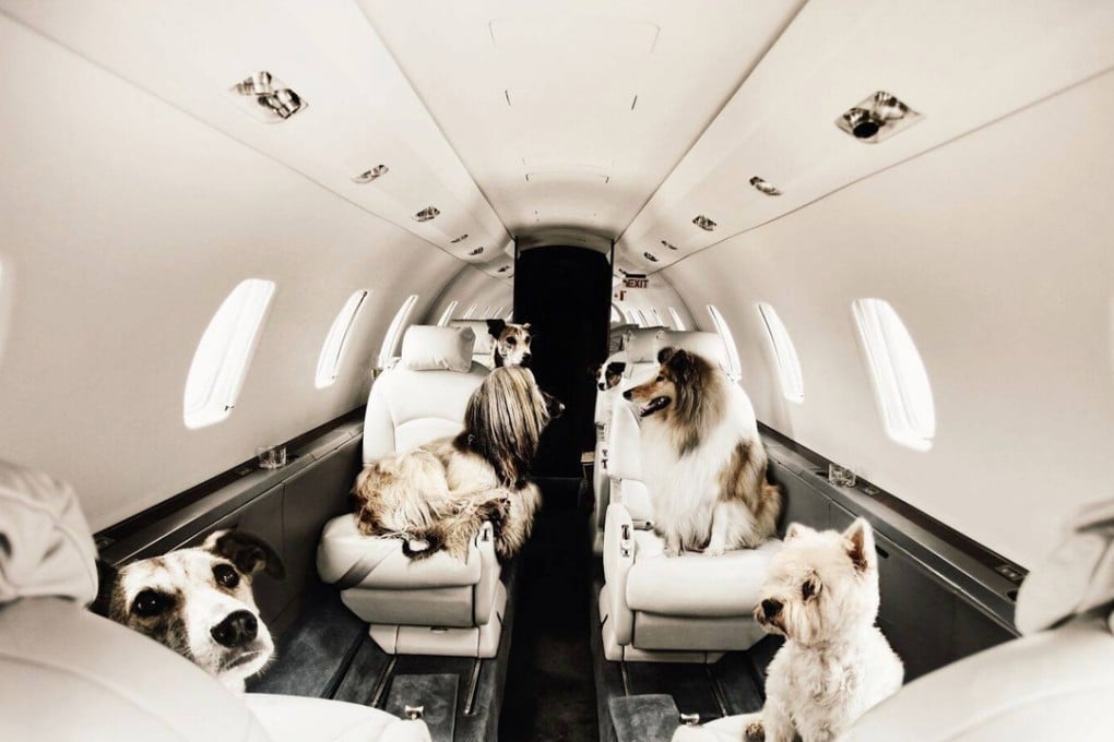 Here Victor, an on-demand private jet hire company, offers a Pets on Jets service which allows dogs – and many other animals – to fly with their owners. Photo: Victor