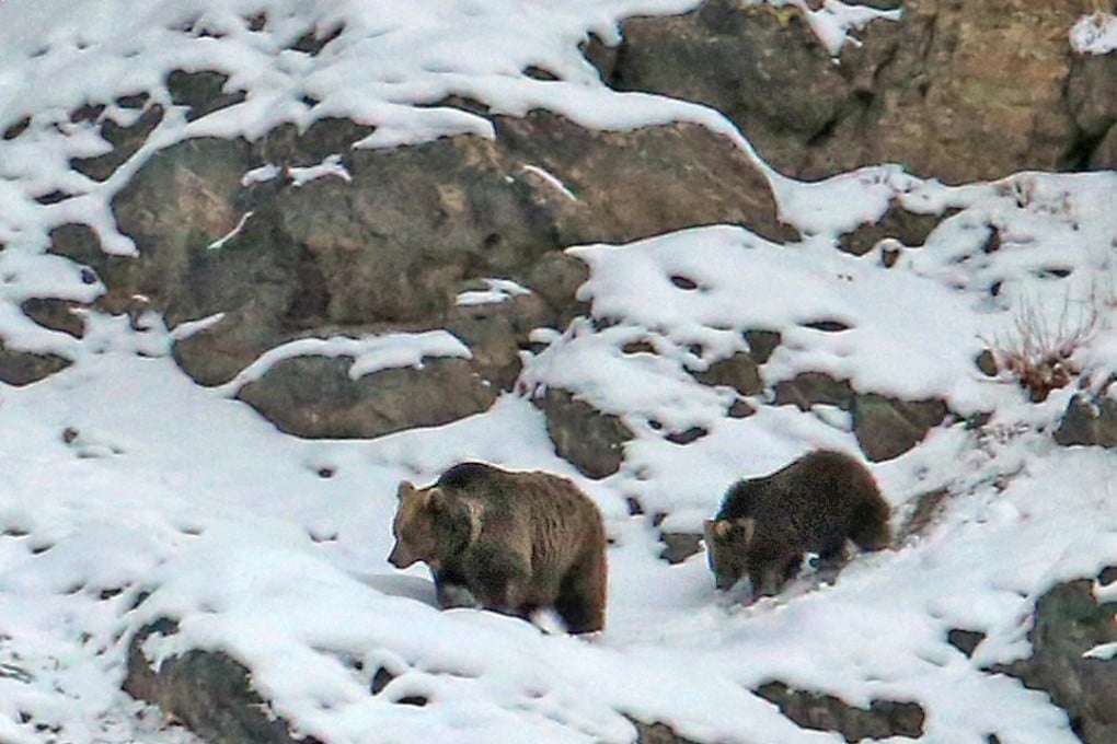 A brown bear mother and baby make their way across the frozen landscape during the safari in Dras, India. Photo: Surya Ramachandran