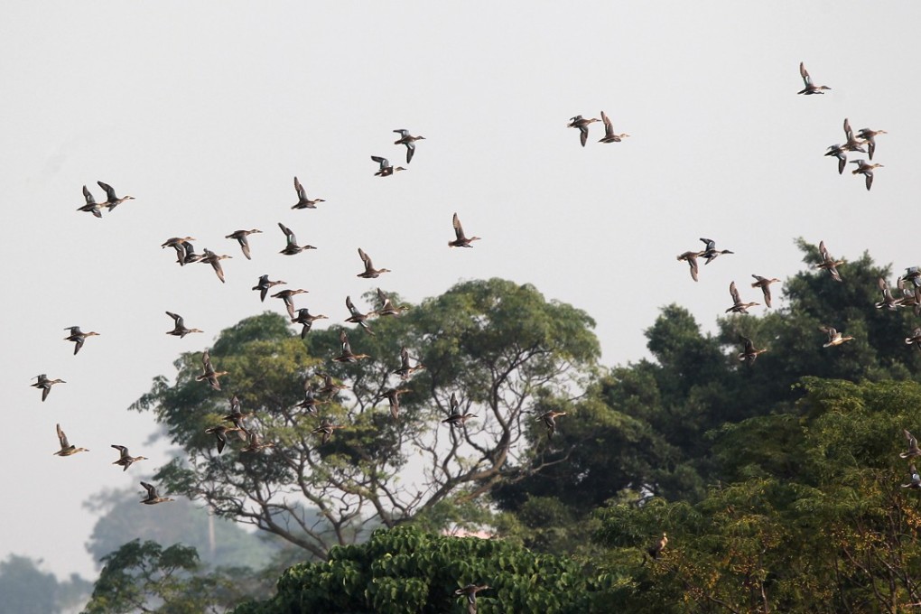 Birds fly over the wetland park in Tin Shui Wai. Photo: K.Y. Cheng