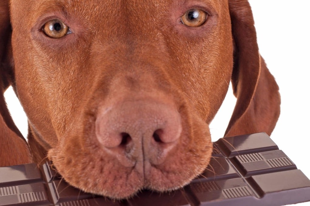 You may think chocolate is a treat for your dog, but it will make your pet ill and could trigger a heart attack. Photo: Alamy