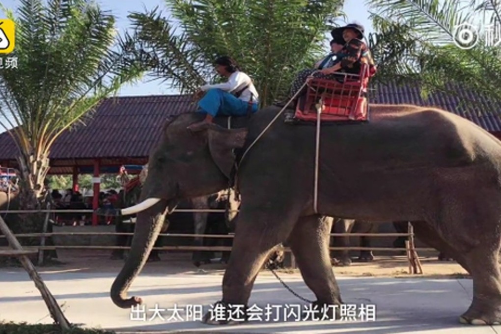 The elephant attacked a group of Chinese tourists near the resort of Pattaya. Photo: news.163.com