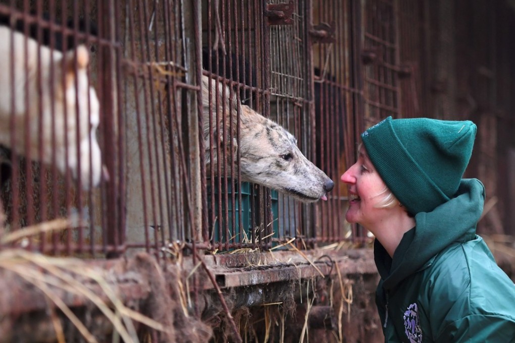 Wendy Higgins of the Humane Society International (HSI) interacts with a dog at a dog farm during a rescue event, involving the closure of the farm organised by the HSI in Namyangju on the outskirts of Seoul. Photo: AFP