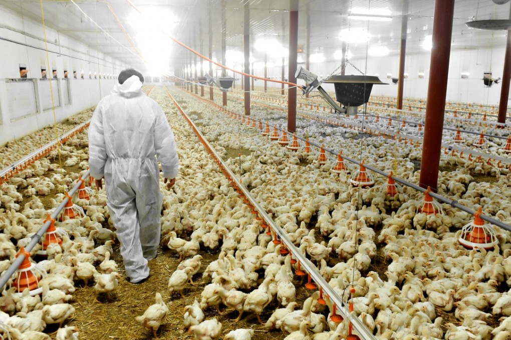 Cargill is expanding its poultry plant in Chuzhou in eastern Anhui province, which covers all aspects of production from breeding to processing. Photo: Dreamstime/TNS