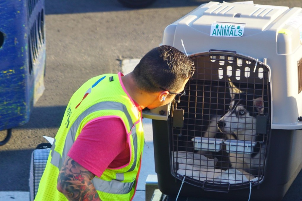 Flying a pet thousands of miles across the world can make the owner nervous. Photo: Alamy