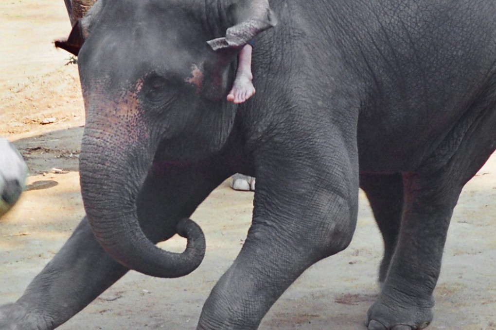 Elephant kicks a football at a tourist attraction near Chiang Mai in northern Thailand. Photo: EPA