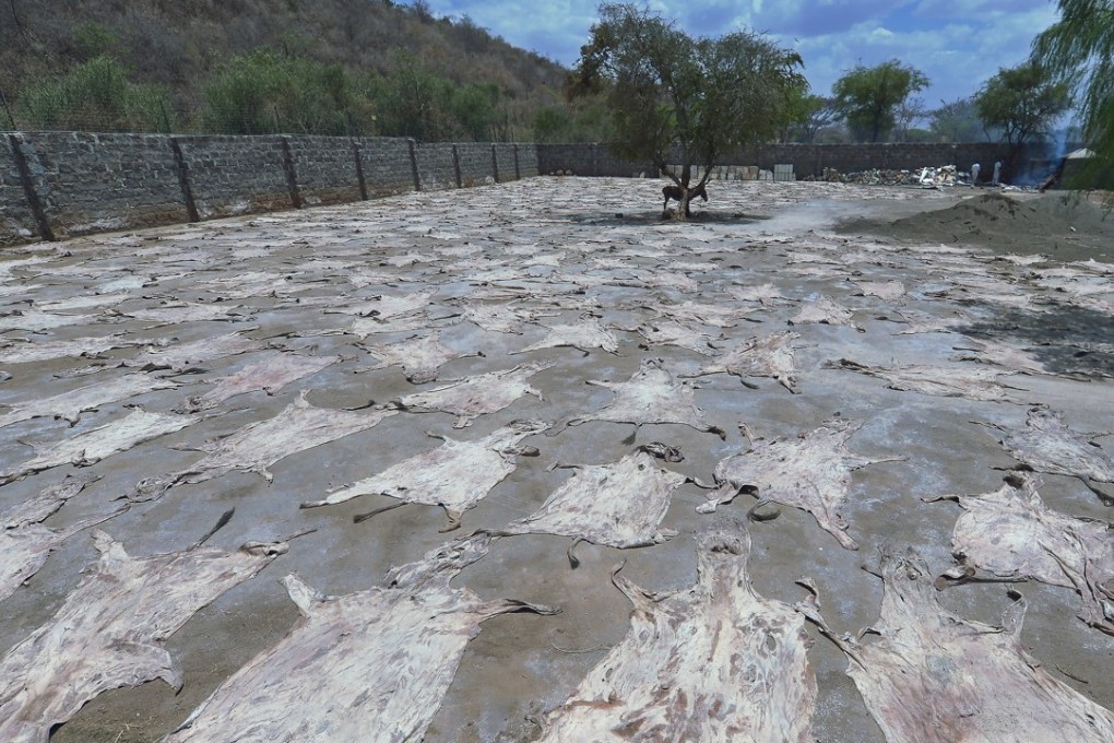 Donkey hides are boiled to make gelatin, which is used in skin products in traditional Chinese medicine. Photo: AFP