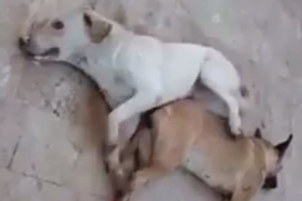 An image taken from a video, shot in the south Beirut suburb of Ghobeiry, shows the dogs lying on their sides near shaking uncontrollably and frothing at the mouth. Photo: Facebook