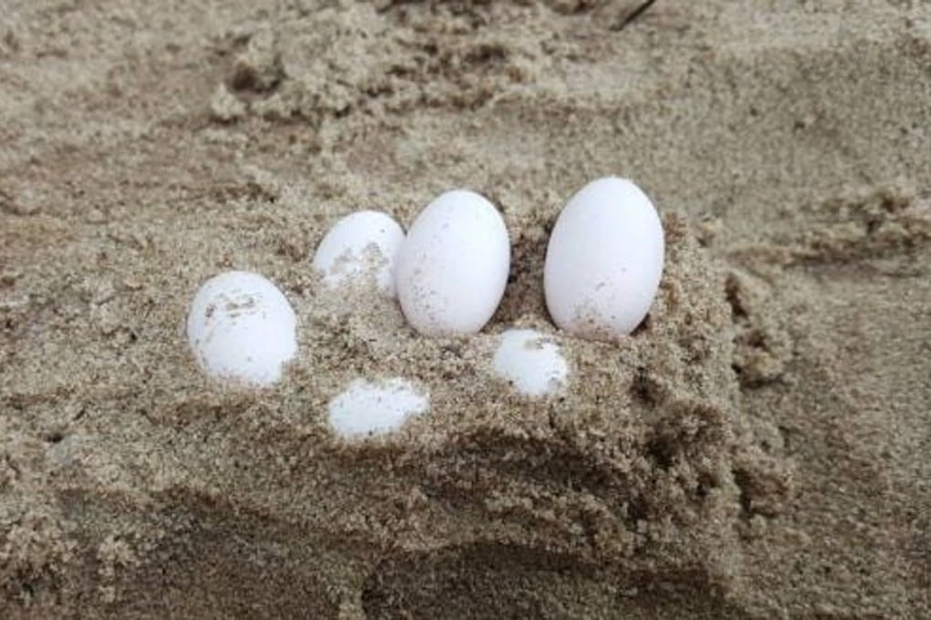 Some of 43 snake eggs removed by wildlife rescue group Fawna from a school sandpit in Laurieton, New South Wales. Australia. Photo: Fawna